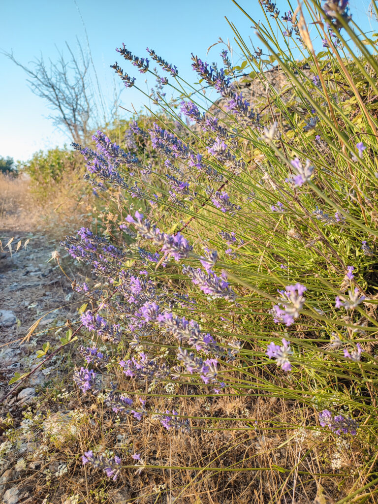 hvar lavender fields