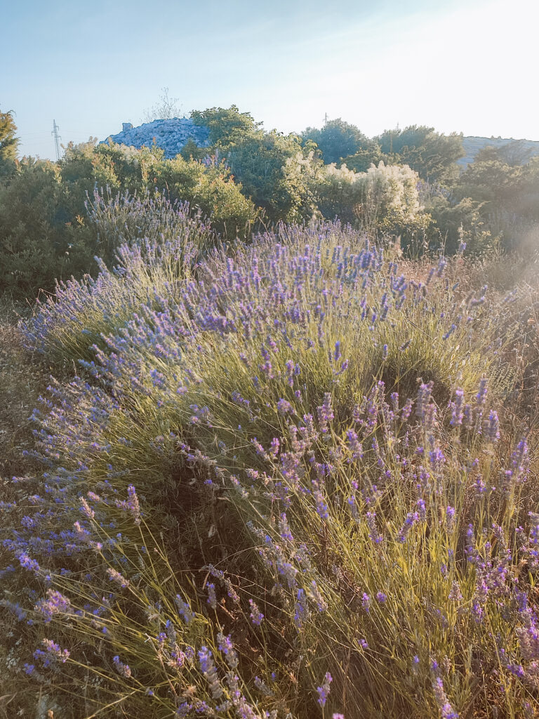 hvar lavender fields