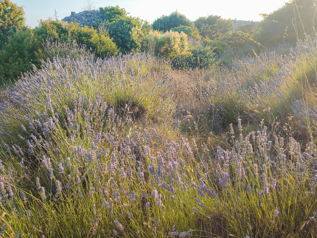 hvar lavender fields