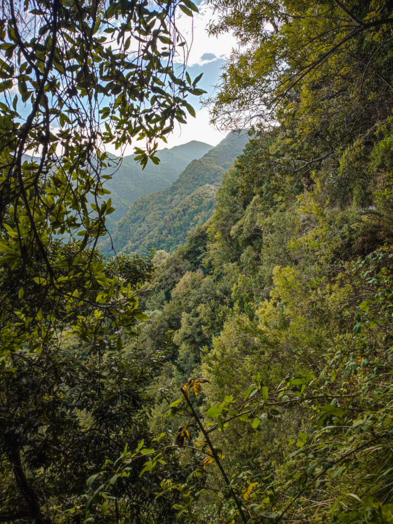 PR18 - Levada do Rei Madeira