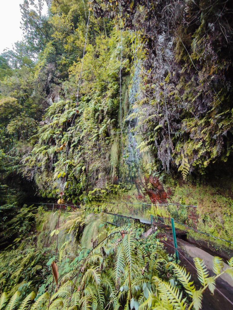 Ribeiro Bonito Levada do Rei Madeira