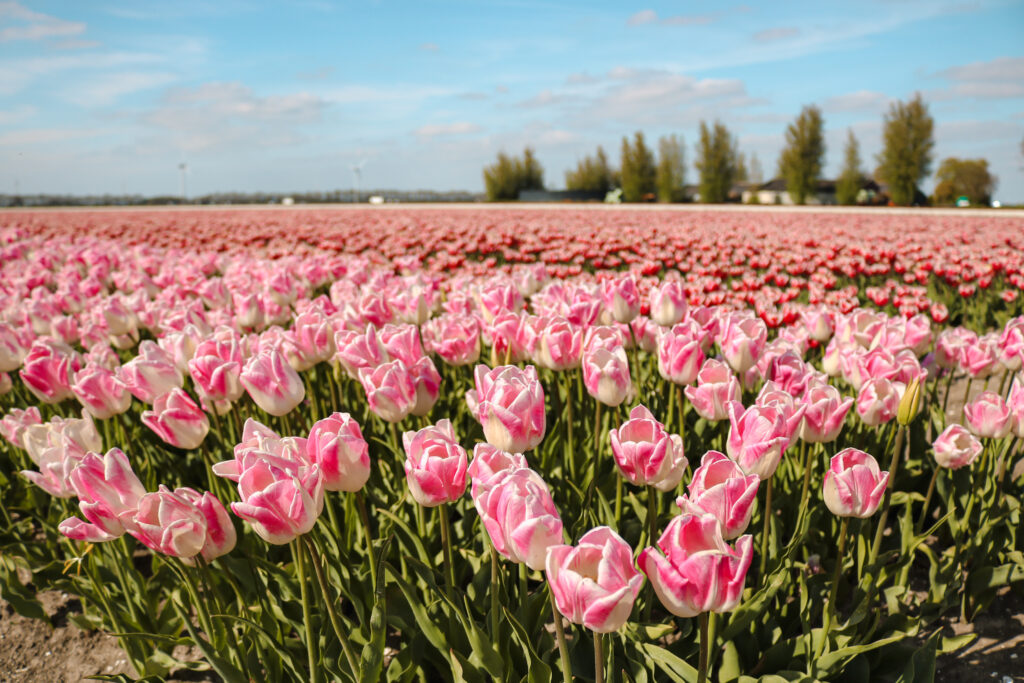 Tulips Flevoland Zeewolde