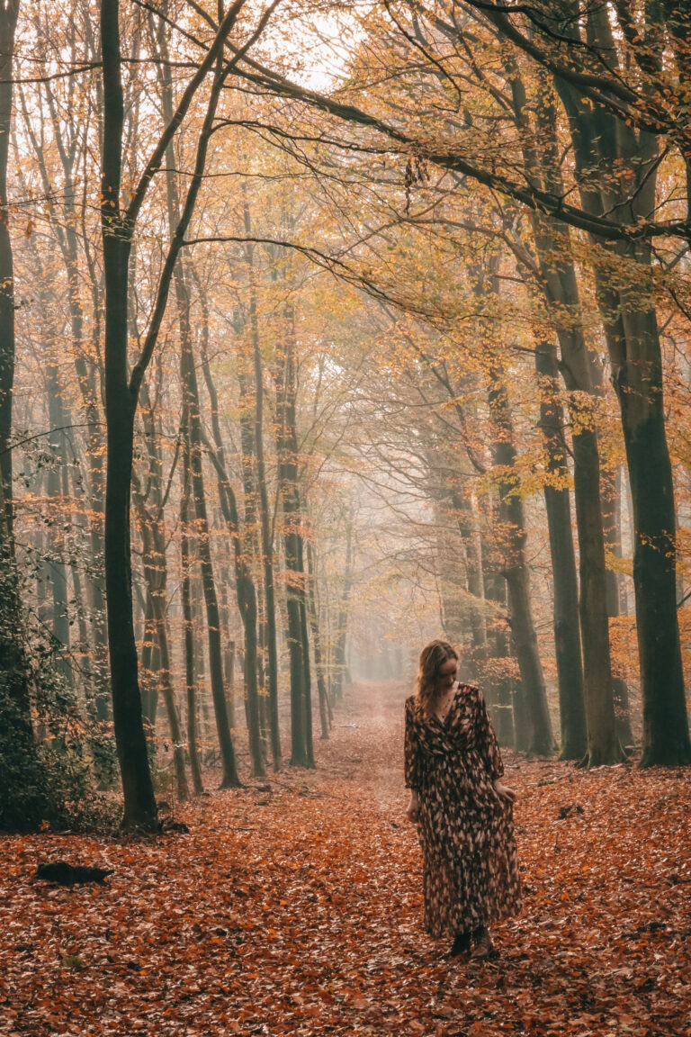 Autumn in Speulderbos