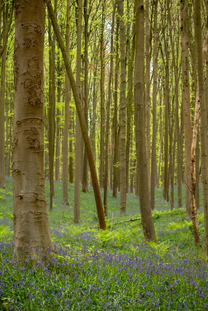 Hallerbos bluebells