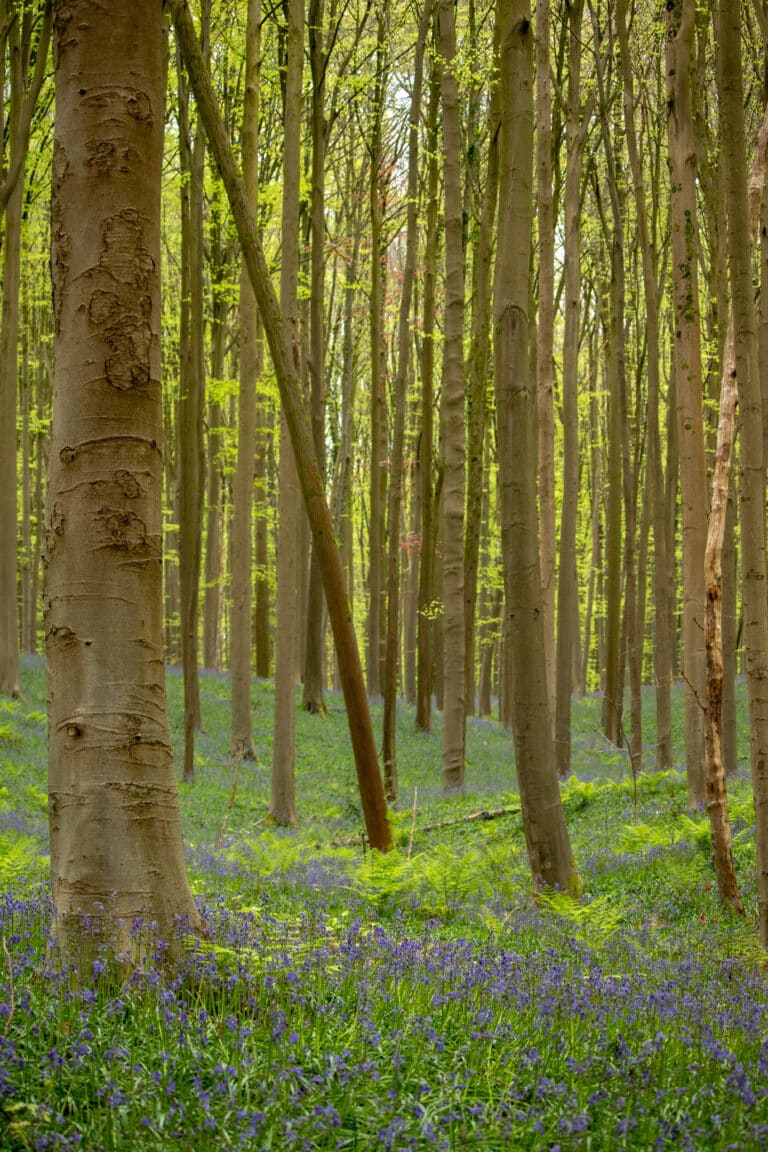 bluebells Hallerbos Belgium